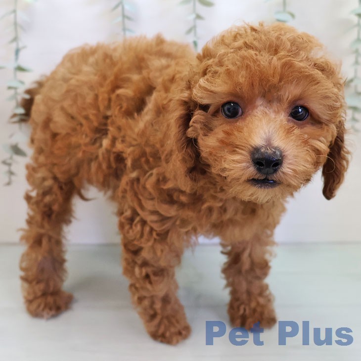 福岡県のトイプードル(トイ) (ペットプラス 小倉南店/2025年12月8日生まれ/男の子/オレンジフォーン)の子犬の2枚目の画像
