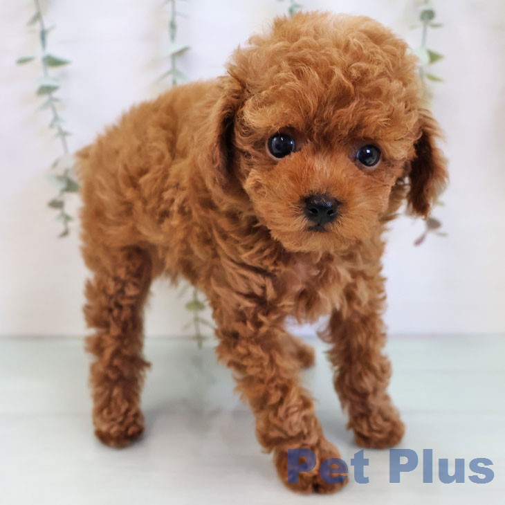 三重県のトイプードル(トイ) (ペットプラス 鈴鹿店/2025年12月12日生まれ/男の子/レッド)の子犬の2枚目の画像
