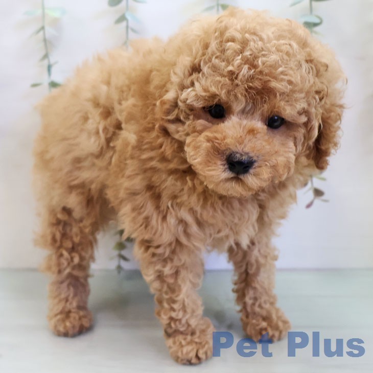 愛知県のトイプードル(トイ) (ペットプラス 東浦店/2025年12月11日生まれ/男の子/レッド)の子犬の2枚目の画像