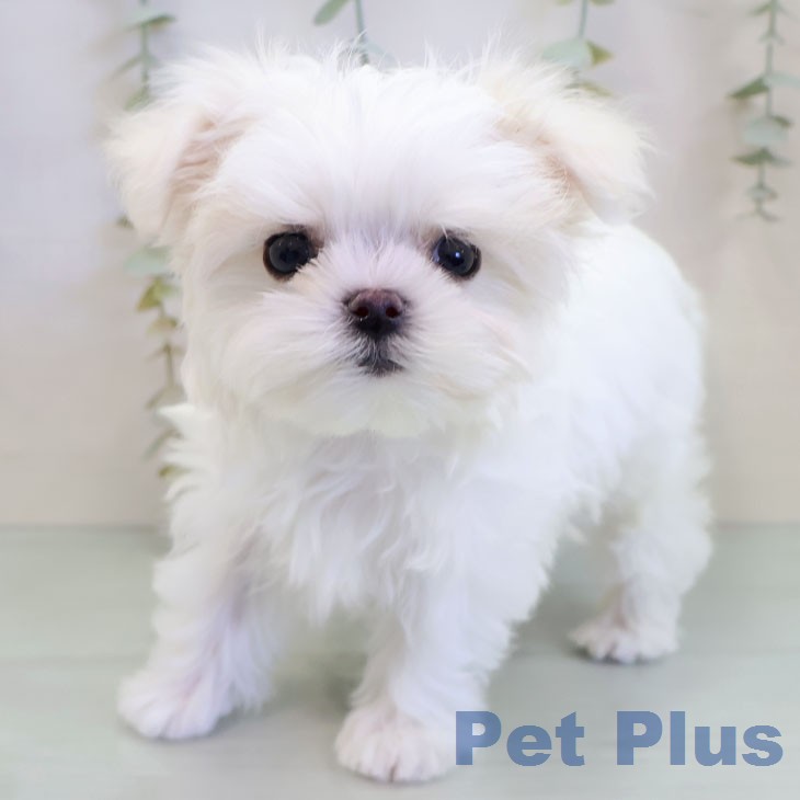 沖縄県のマルチーズ (ペットプラス 沖縄ライカム店/2025年12月6日生まれ/男の子/ホワイト)の子犬の2枚目の画像