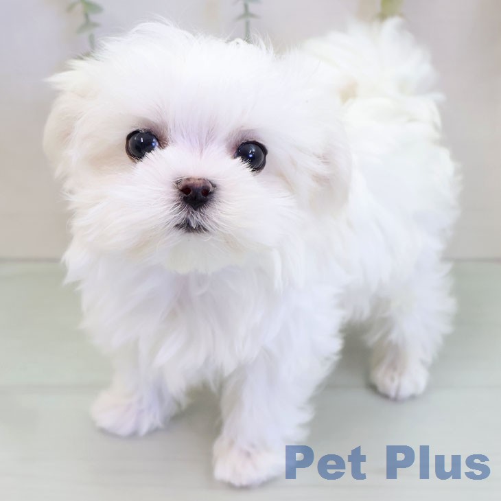 熊本県のマルチーズ (ペットプラス 熊本店/2025年12月6日生まれ/男の子/ホワイト)の子犬の1枚目の画像