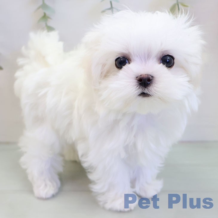 熊本県のマルチーズ (ペットプラス 熊本店/2025年12月6日生まれ/男の子/ホワイト)の子犬の2枚目の画像