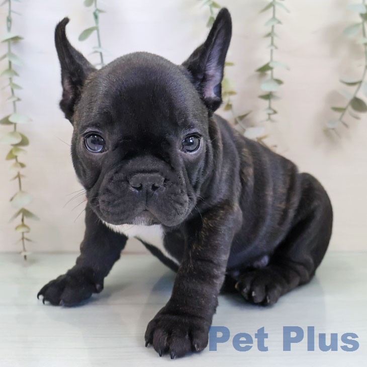 フレンチ・ブルドッグ