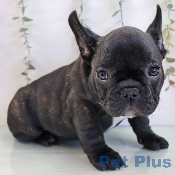 フレンチ・ブルドッグの写真2