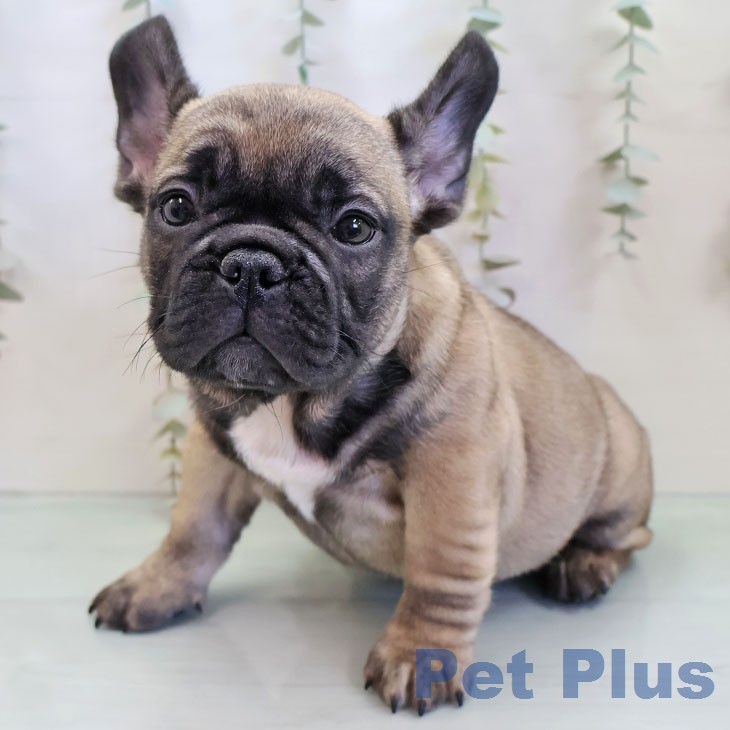 フレンチ・ブルドッグ