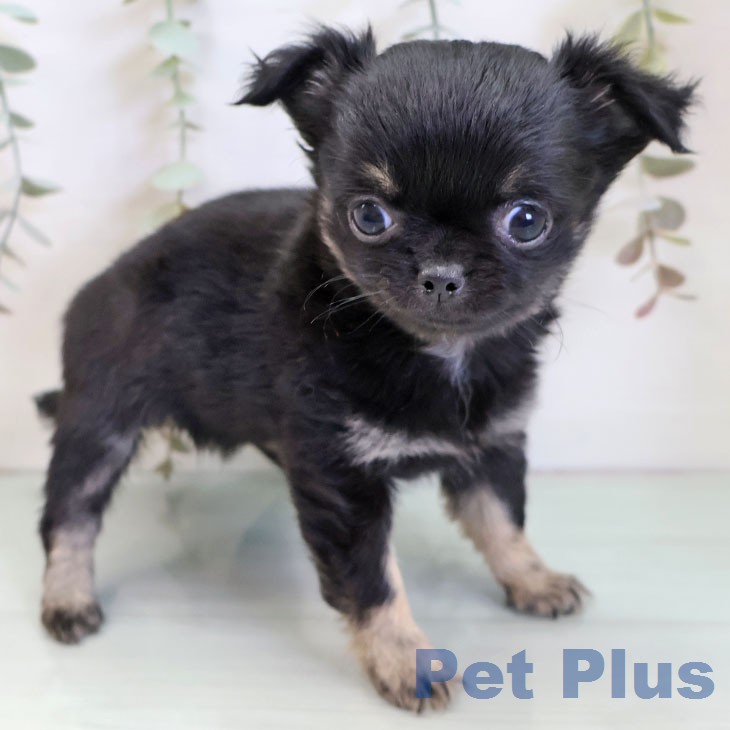 福岡県のチワワ(ロング) (ペットプラス 八幡東店/2025年12月9日生まれ/女の子/ブラックタン)の子犬