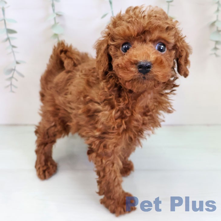 福岡県のトイプードル(トイ) (ペットプラス 八幡東店/2025年12月15日生まれ/男の子/レッド)の子犬の1枚目の画像