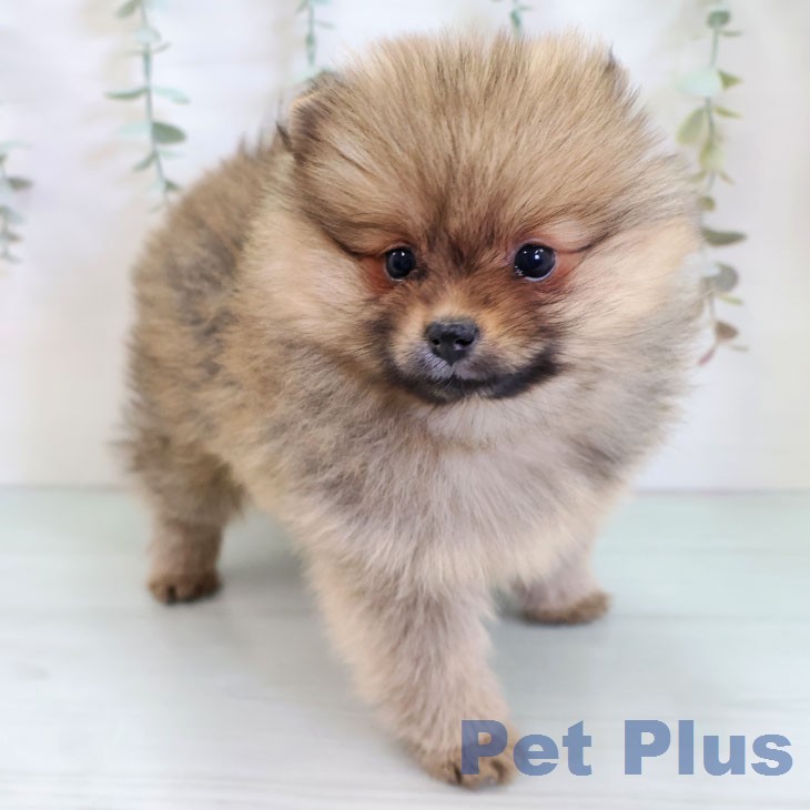 ポメラニアンの写真2