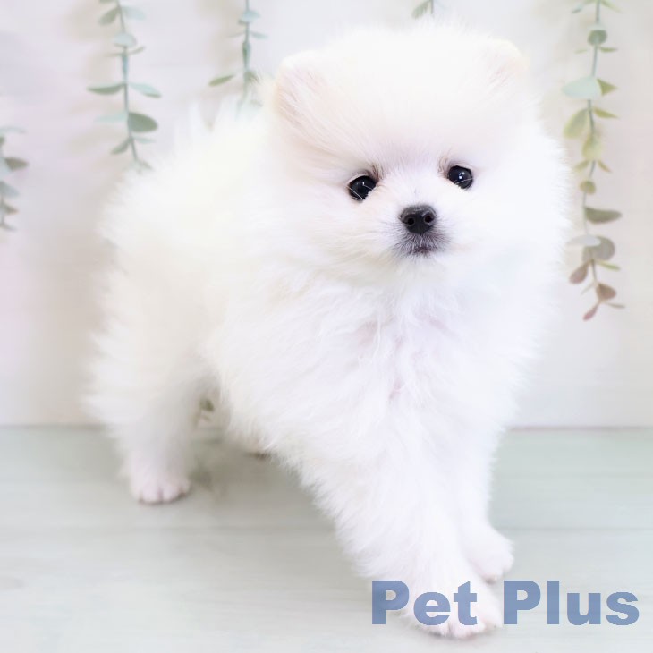 ポメラニアンの写真2