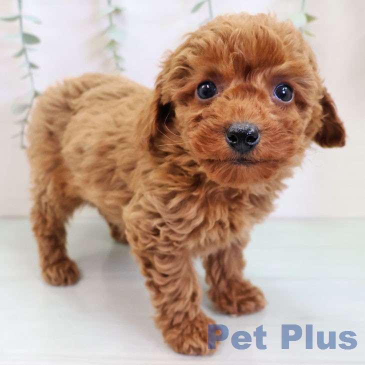 トイ・プードル