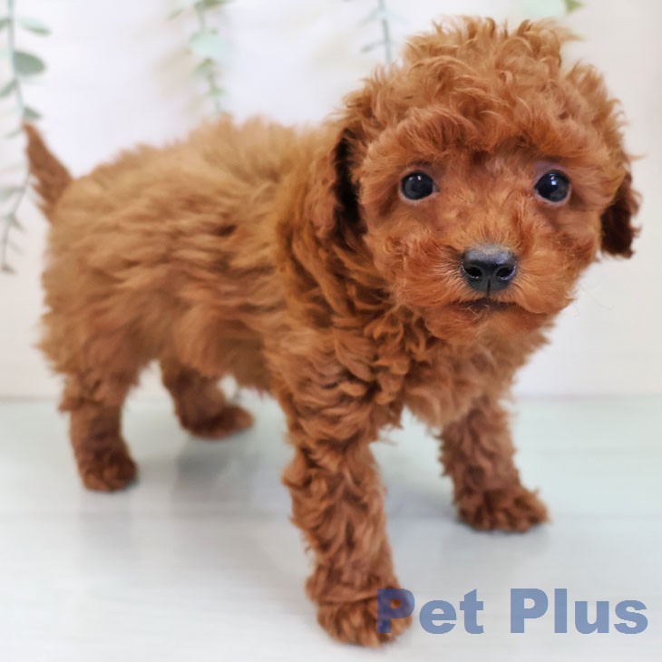 長崎県のトイプードル(トイ) (ペットプラス 長崎店/2025年12月17日生まれ/男の子/レッド)の子犬