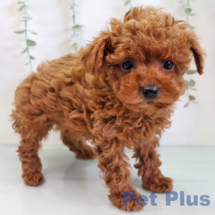 トイ・プードルの写真2