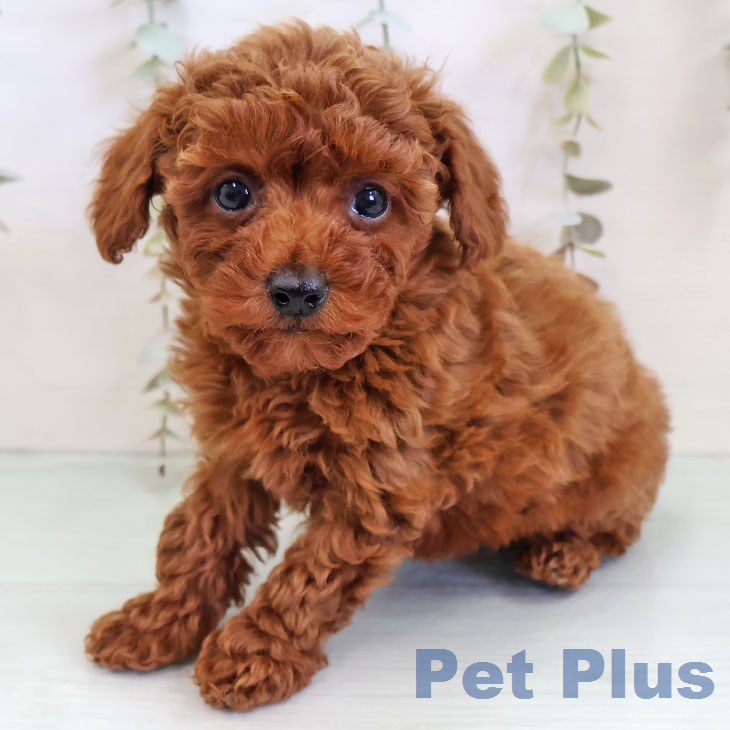 トイ・プードル