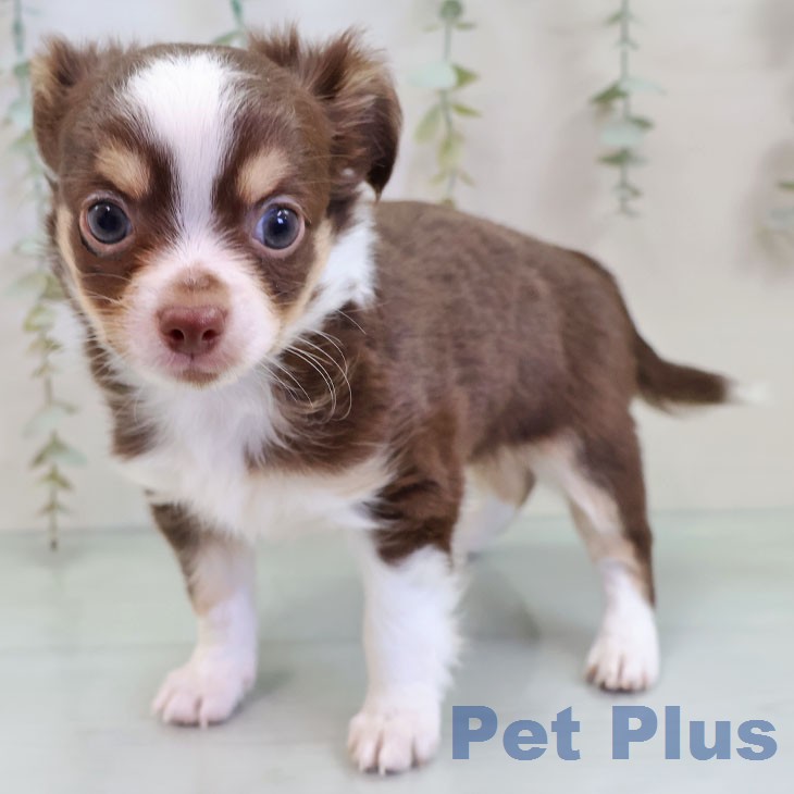 福岡県のチワワ(ロング) (ペットプラス 八幡東店/2025年12月13日生まれ/男の子/チョコレートタンホワイト)の子犬