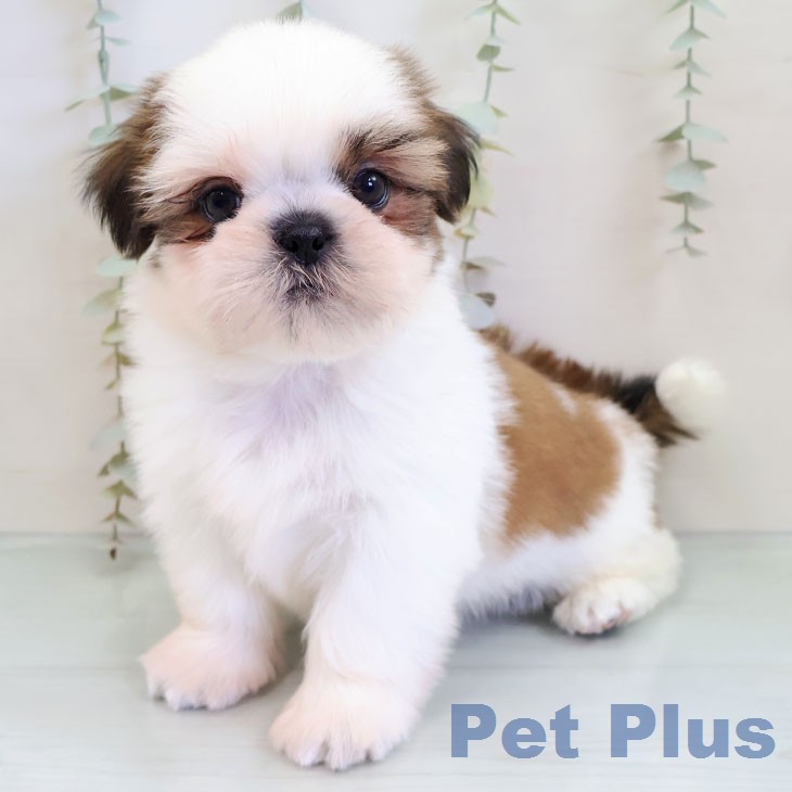 沖縄県のシーズー (ペットプラス 沖縄ライカム店/2025年12月17日生まれ/男の子/ゴールドホワイト)の子犬の1枚目の画像