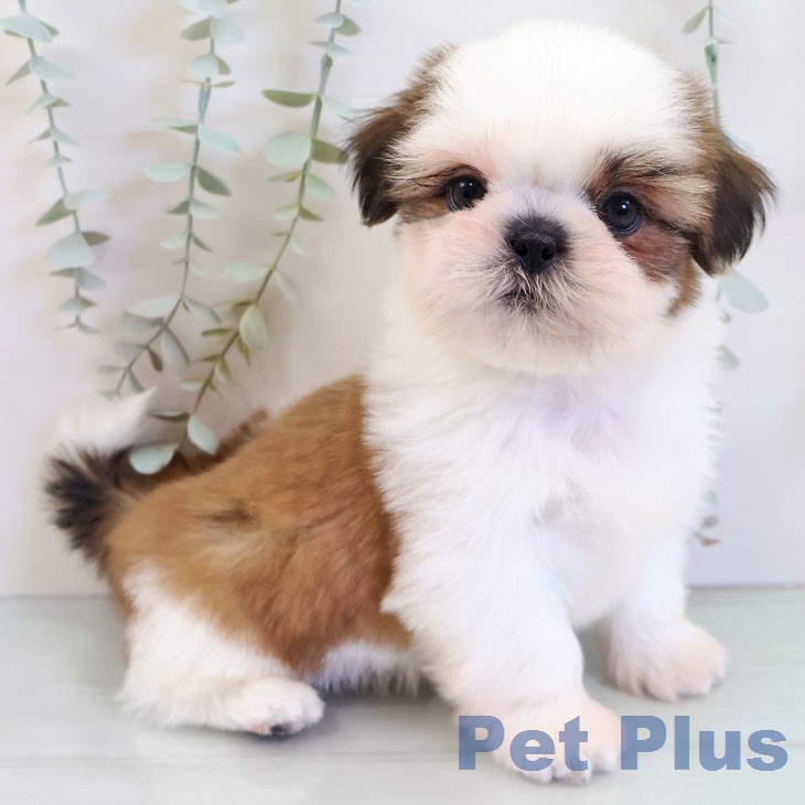沖縄県のシーズー (ペットプラス 沖縄ライカム店/2025年12月17日生まれ/男の子/ゴールドホワイト)の子犬の2枚目の画像