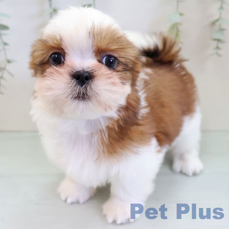 熊本県のシーズー (ペットプラス 熊本店/2025年12月17日生まれ/女の子/ゴールドホワイト)の子犬の2枚目の画像