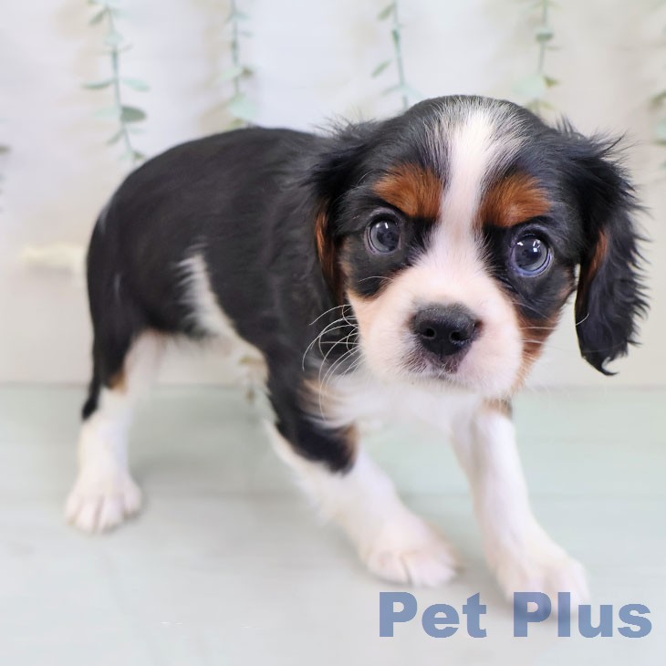 福岡県のキャバリアキングチャールズスパニエル (ペットプラス 八幡東店/2025年12月16日生まれ/男の子/トライカラー)の子犬