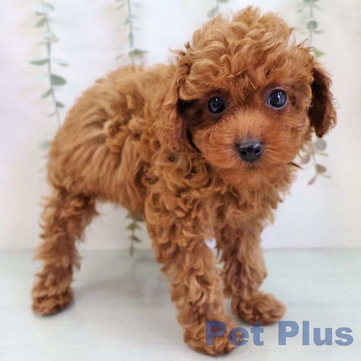 トイ・プードル