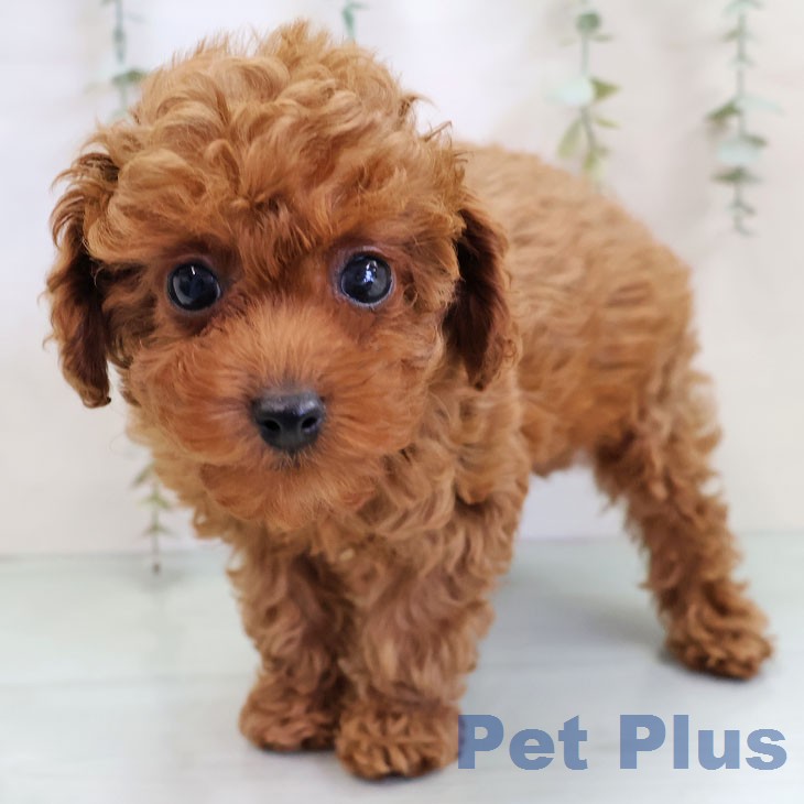 トイ・プードル