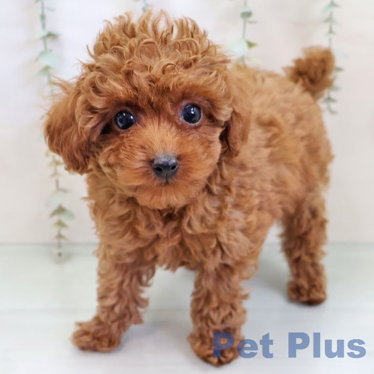 トイ・プードル