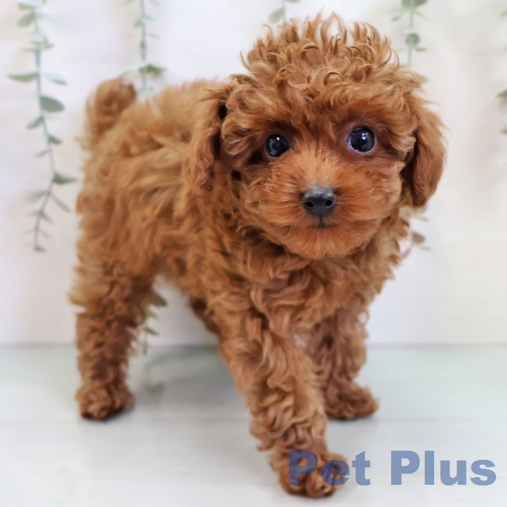 トイ・プードルの写真2