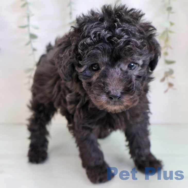 トイ・プードル