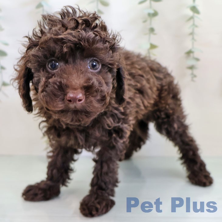 福岡県のトイプードル(トイ) (ペットプラス 八幡東店/2025年12月15日生まれ/女の子/ブラウン)の子犬の1枚目の画像