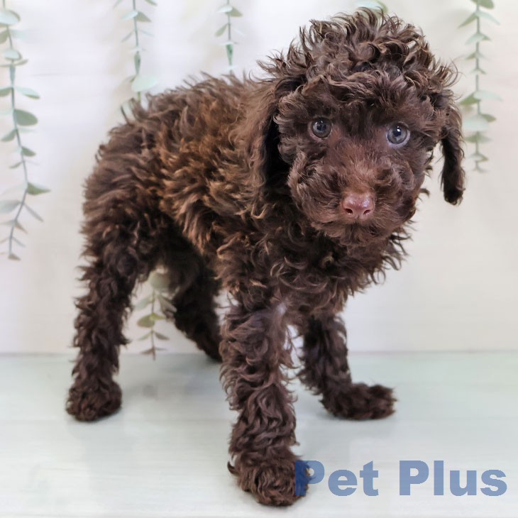 福岡県のトイプードル(トイ) (ペットプラス 八幡東店/2025年12月15日生まれ/女の子/ブラウン)の子犬の2枚目の画像