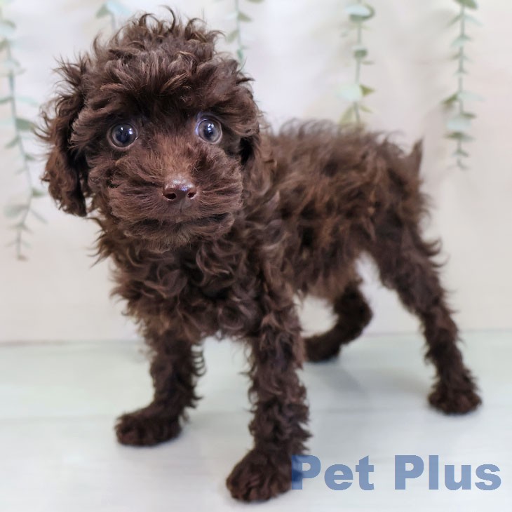 トイ・プードルの写真2