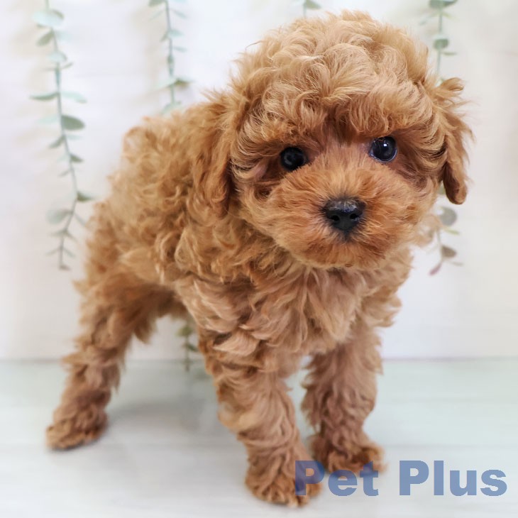 トイ・プードル