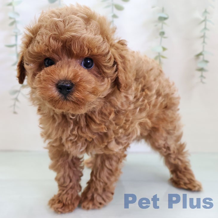 トイ・プードル