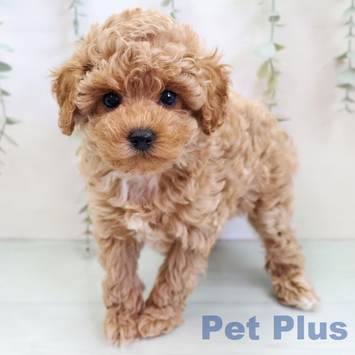 トイ・プードル