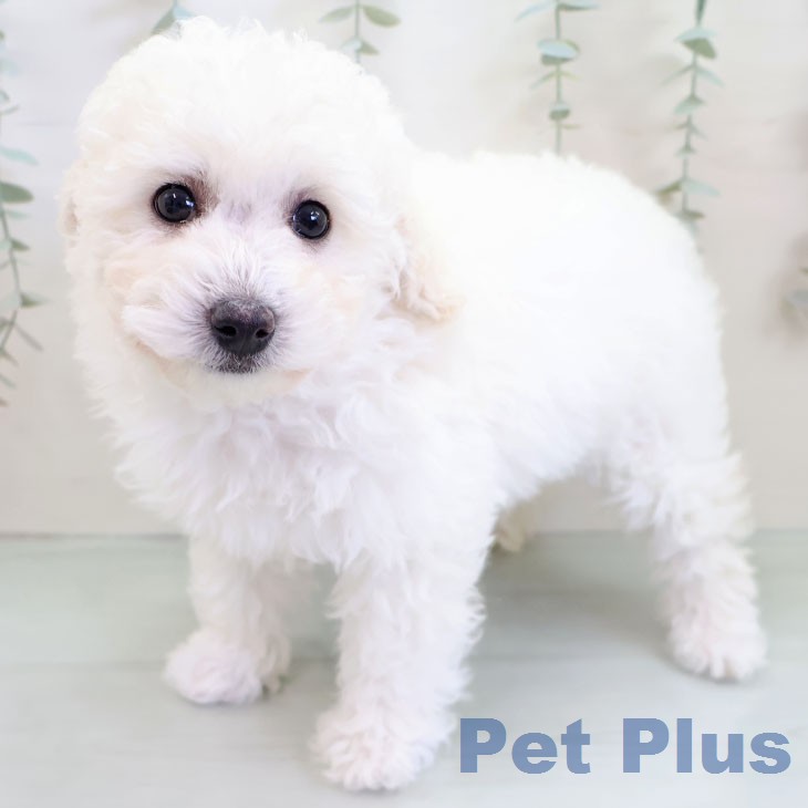 長崎県のトイプードル(トイ) (ペットプラス 長崎店/2025年12月13日生まれ/女の子/ホワイト)の子犬の2枚目の画像