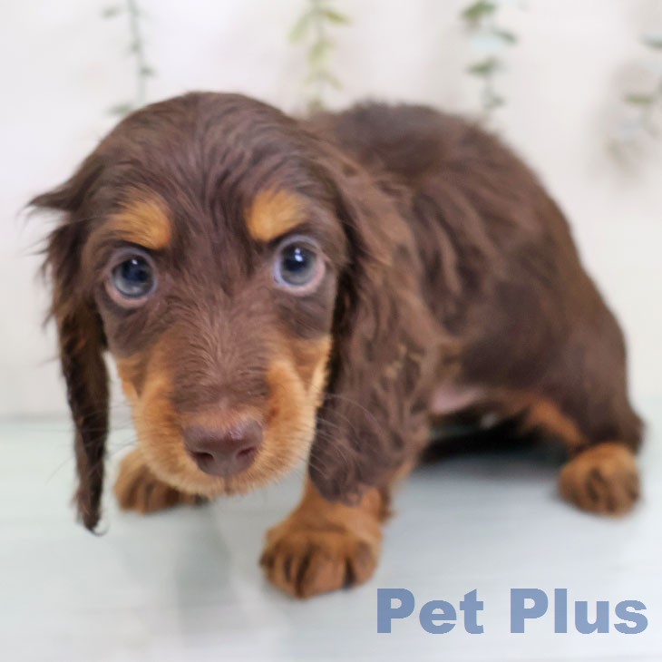 ミニチュア・ダックスフンド