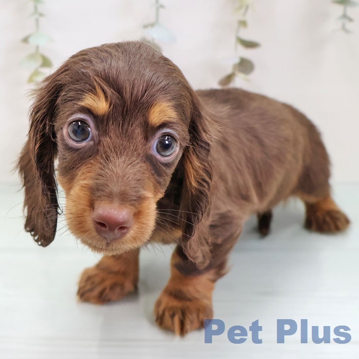 ミニチュア・ダックスフンド