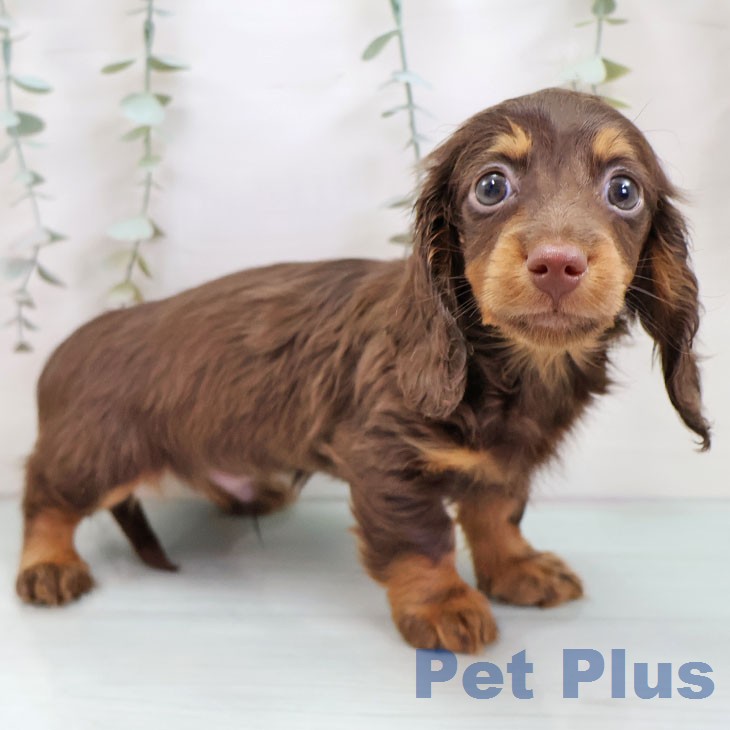 ミニチュア・ダックスフンドの写真2