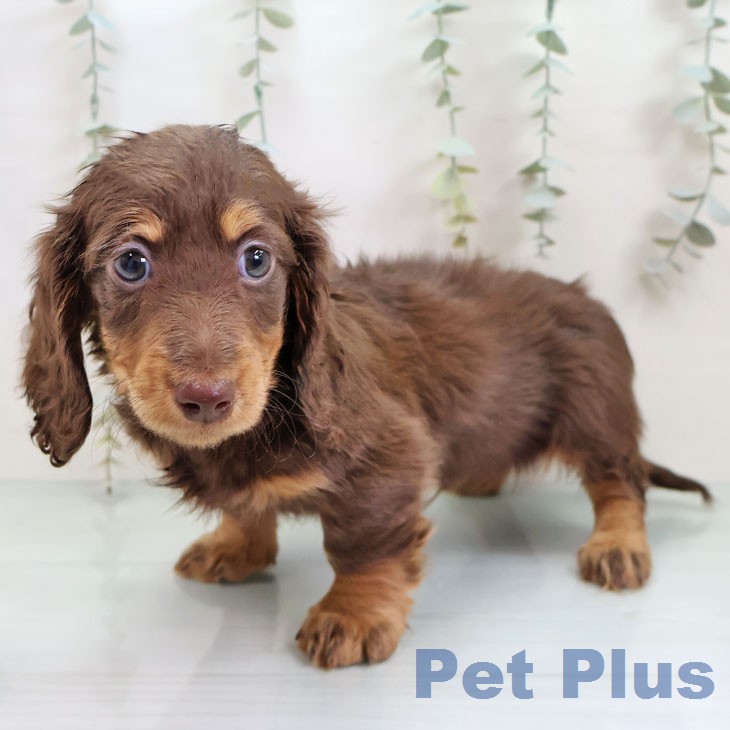 ミニチュア・ダックスフンド