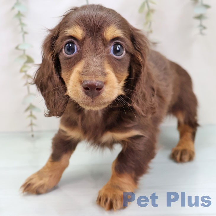 ミニチュア・ダックスフンド