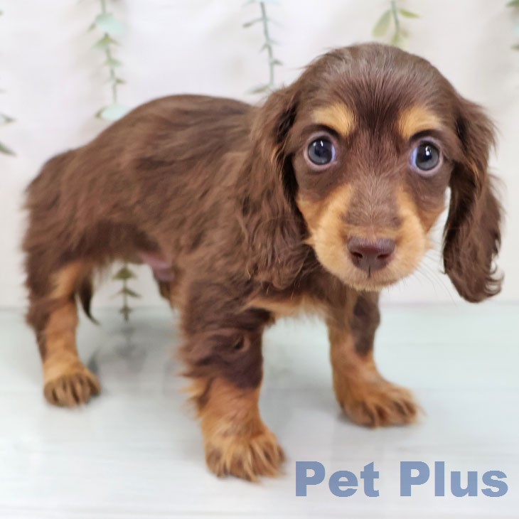 ミニチュア・ダックスフンドの写真2