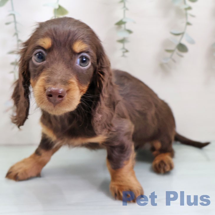 ミニチュア・ダックスフンドの写真2