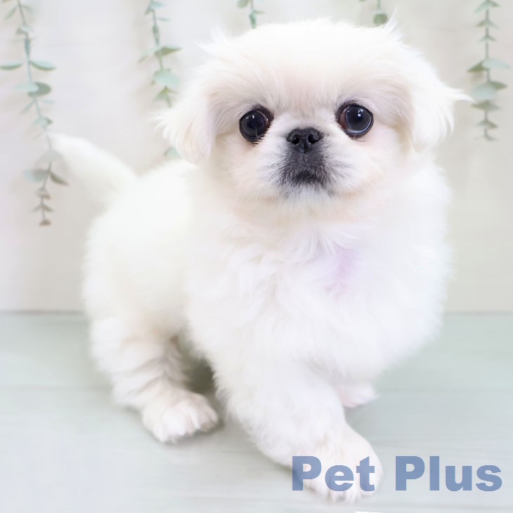 福岡県のペキニーズ (ペットプラス 八幡東店/2025年12月16日生まれ/女の子/ホワイト)の子犬
