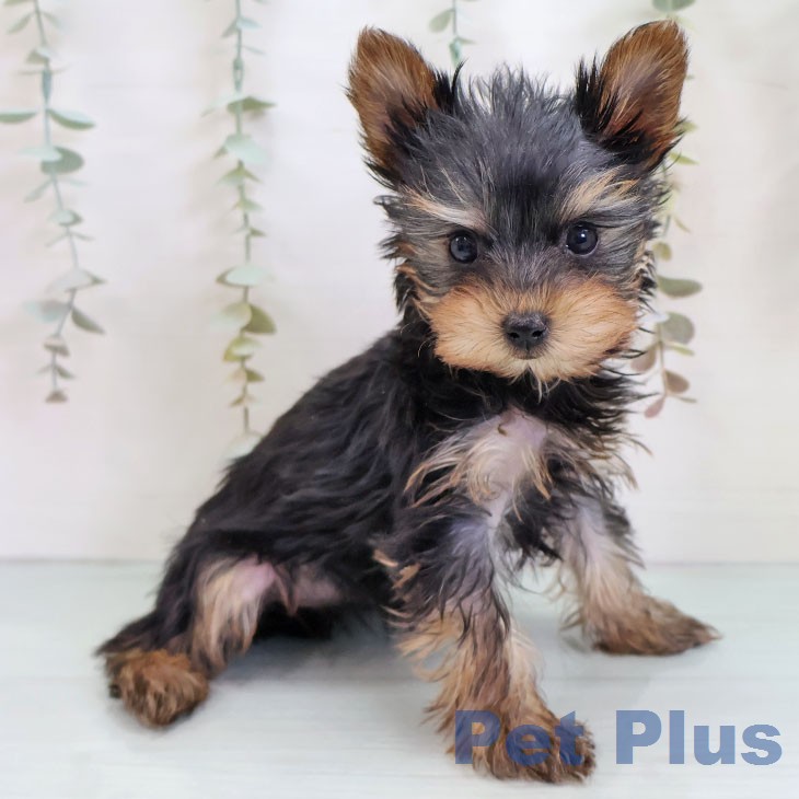 沖縄県のヨークシャーテリア (ペットプラス 沖縄ライカム店/2025年12月4日生まれ/女の子/スチールブルータン)の子犬