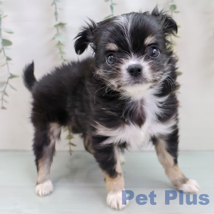 石川県のチワワ(ロング) (ペットプラス 新小松店/2025年12月18日生まれ/女の子/ブラックタンホワイト)の子犬