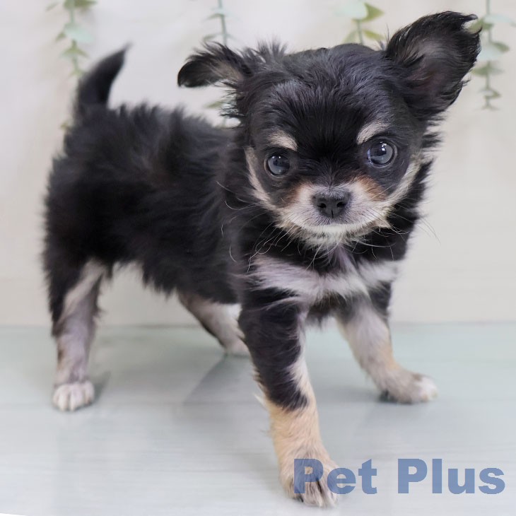 愛知県のチワワ(ロング) (ペットプラス イオンモール豊川店/2025年12月18日生まれ/女の子/ブラックタンホワイト)の子犬の2枚目の画像