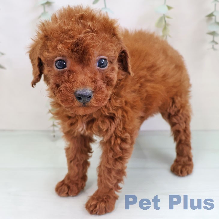 沖縄県のトイプードル(トイ) (ペットプラス 沖縄ライカム店/2025年12月17日生まれ/男の子/レッド)の子犬の1枚目の画像