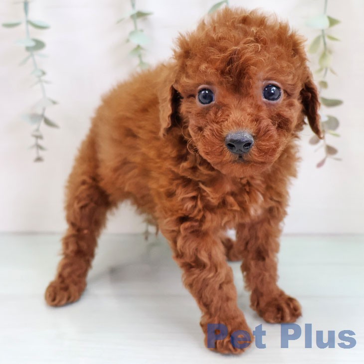 沖縄県のトイプードル(トイ) (ペットプラス 沖縄ライカム店/2025年12月17日生まれ/男の子/レッド)の子犬の2枚目の画像