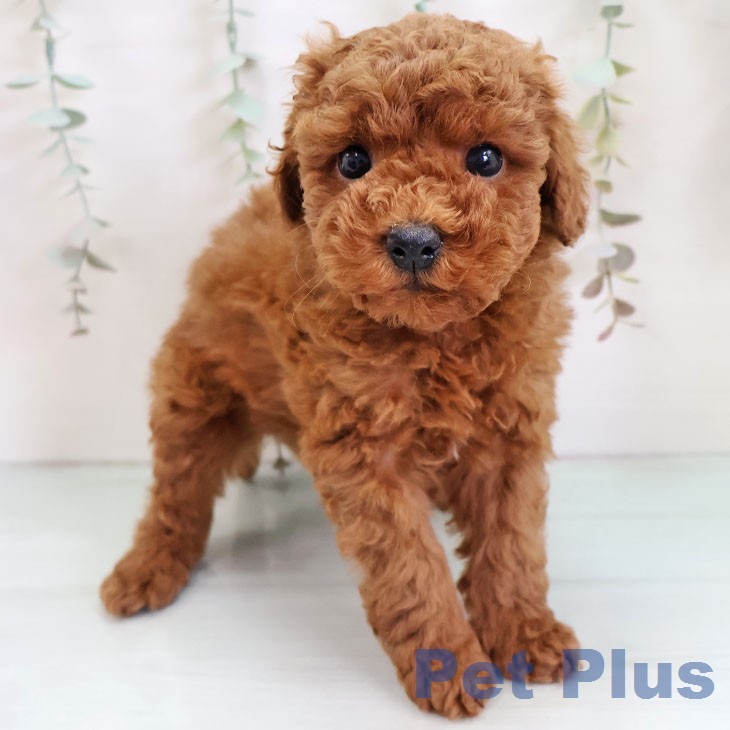 長崎県のトイプードル(トイ) (ペットプラス 長崎店/2025年12月17日生まれ/男の子/レッド)の子犬の1枚目の画像