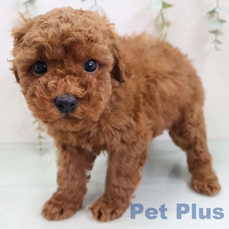長崎県のトイプードル(トイ) (ペットプラス 長崎店/2025年12月17日生まれ/男の子/レッド)の子犬の2枚目の画像