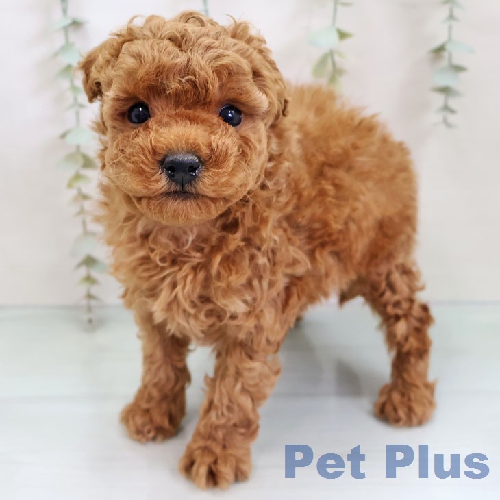 トイ・プードル